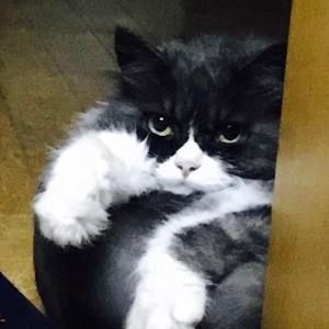 Meet your Posher, Yuxi